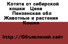 Котята от сибирской кошки › Цена ­ 100 - Пензенская обл. Животные и растения » Кошки   